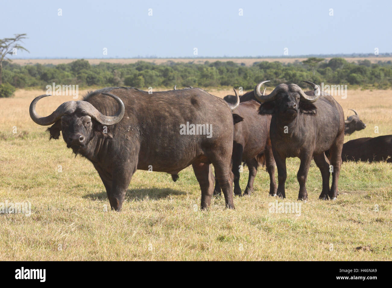 Kaffernbüffel-Stand in der Savanne, Stockfoto