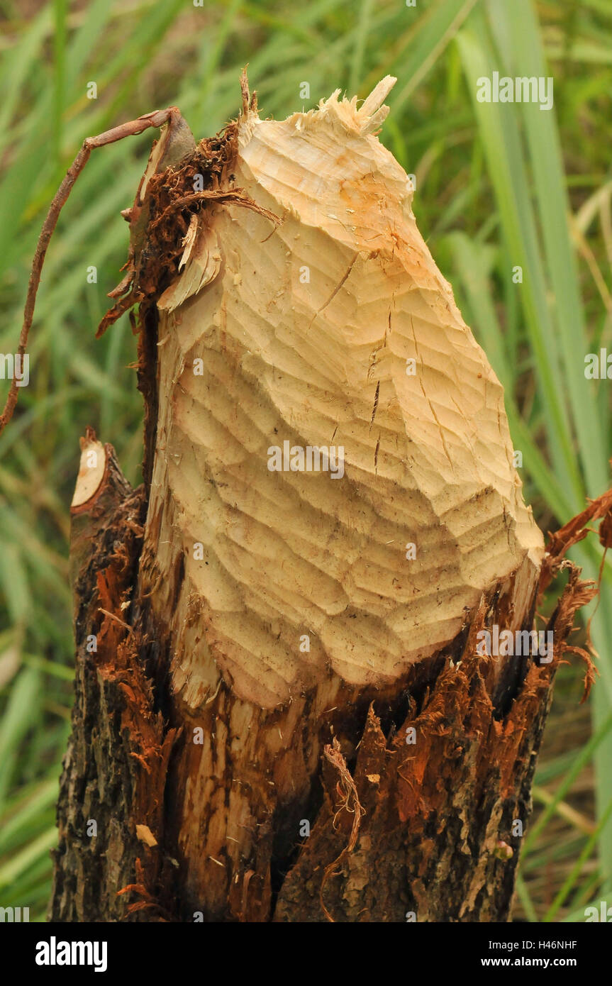 Biber Essen im Kofferraum, Stockfoto