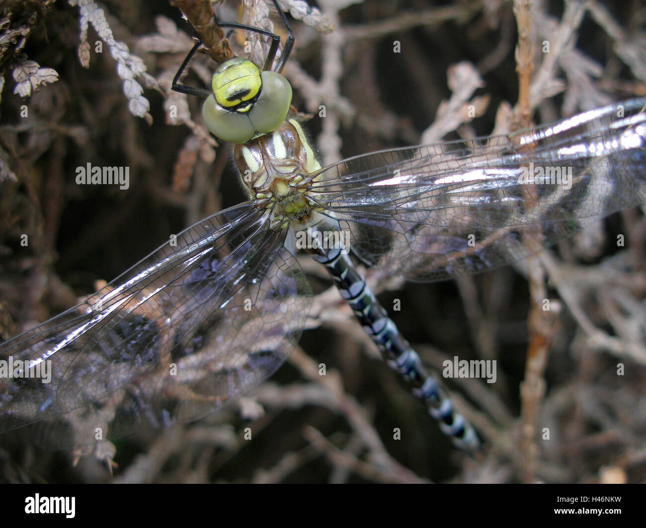 Mosaik Jungfer, Porträt, frontal, Stockfoto