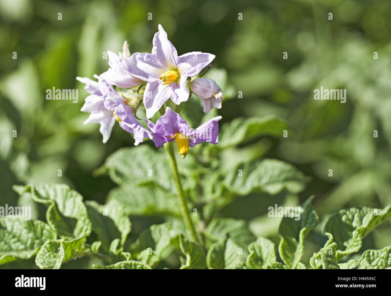 Blüte der Kartoffel, Solanum Tuberosum, Solanum, Kartoffelfeld, Stockfoto