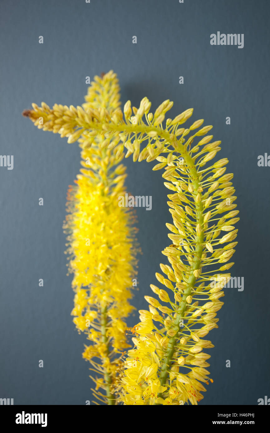 Blumen, Blüten, gelb, Benzin, Stockfoto