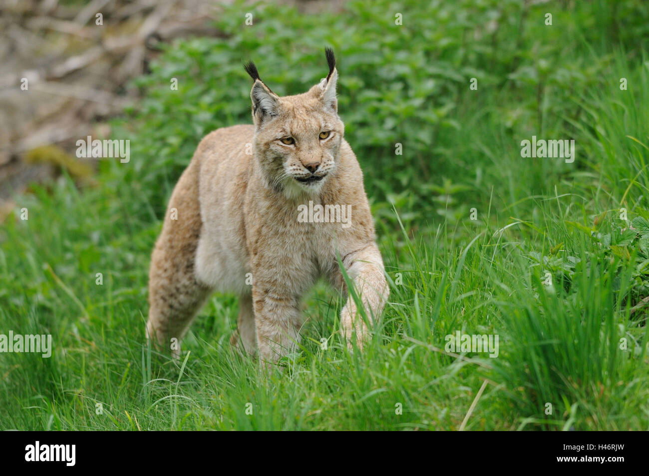 Eurasischer Luchs Lynx Lynx, Wiese, frontal, gehen, Blick auf die Kamera, Stockfoto