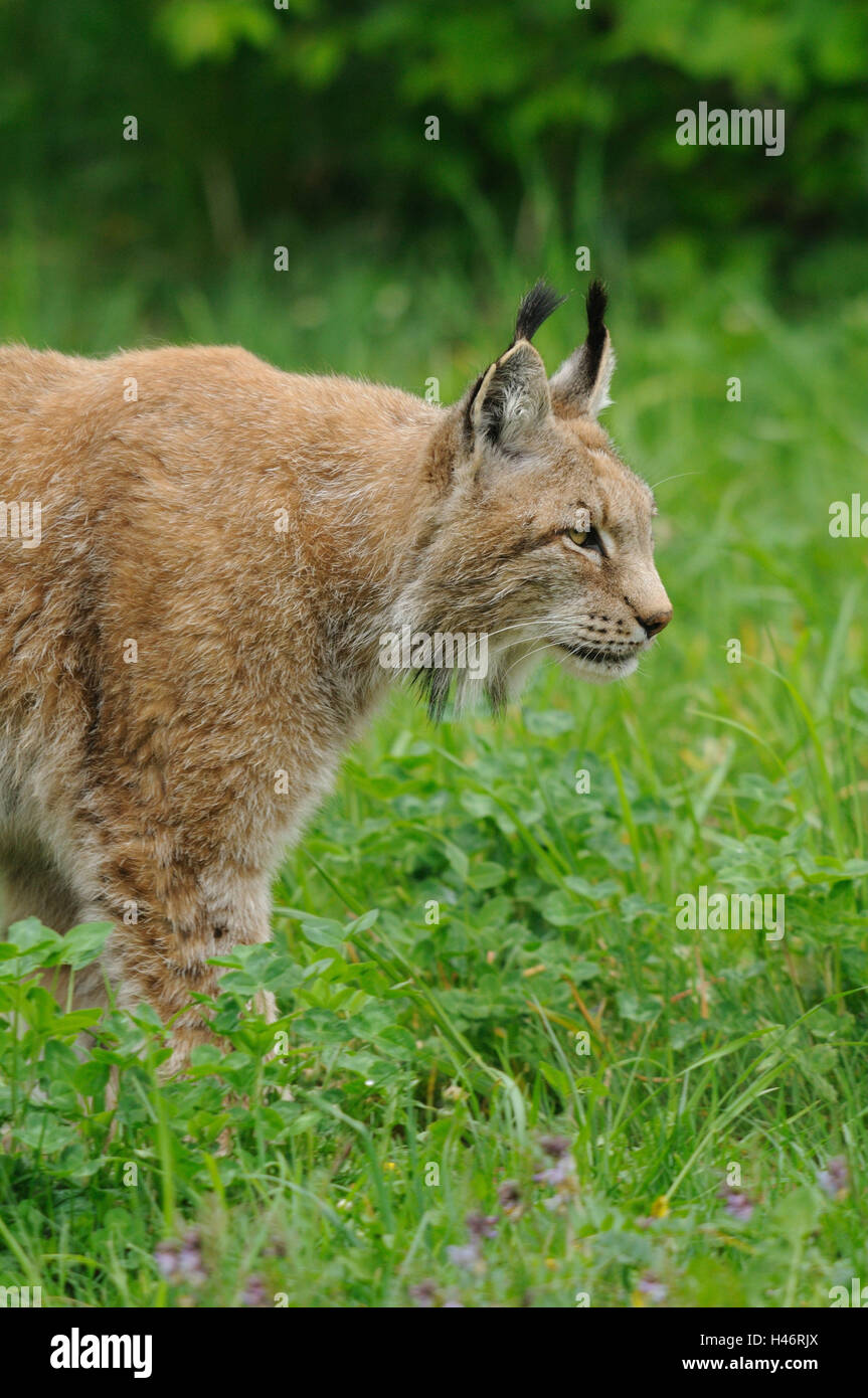 Eurasischer Luchs Lynx Lynx, Wiese, Seitenansicht, gehen, halbe Porträt, Stockfoto
