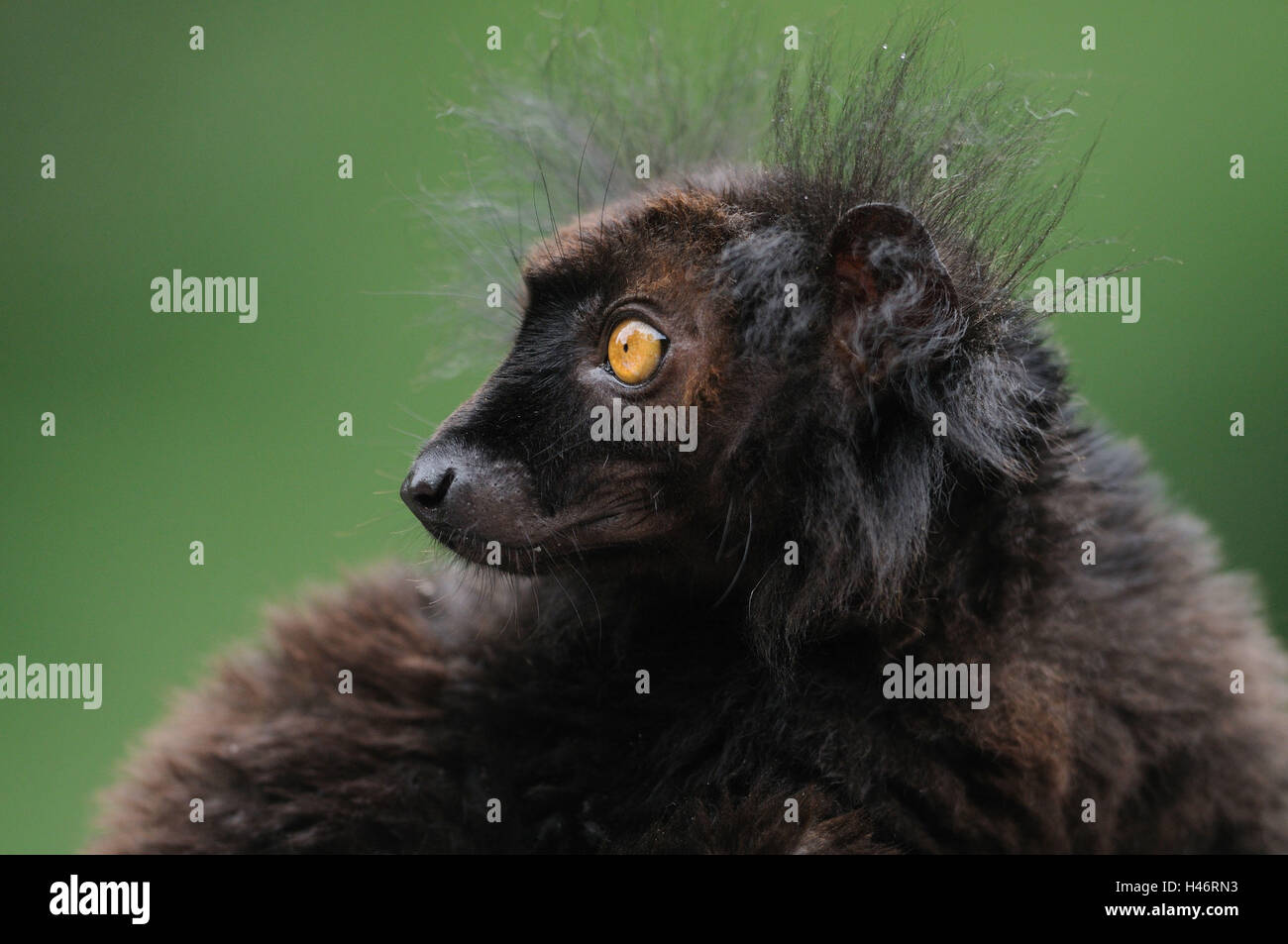 Schwarze Lemur, Eulemur Macaco, Männlich, Porträt, Seitenansicht, Blick über die Schulter, Fokus auf den Vordergrund, Stockfoto