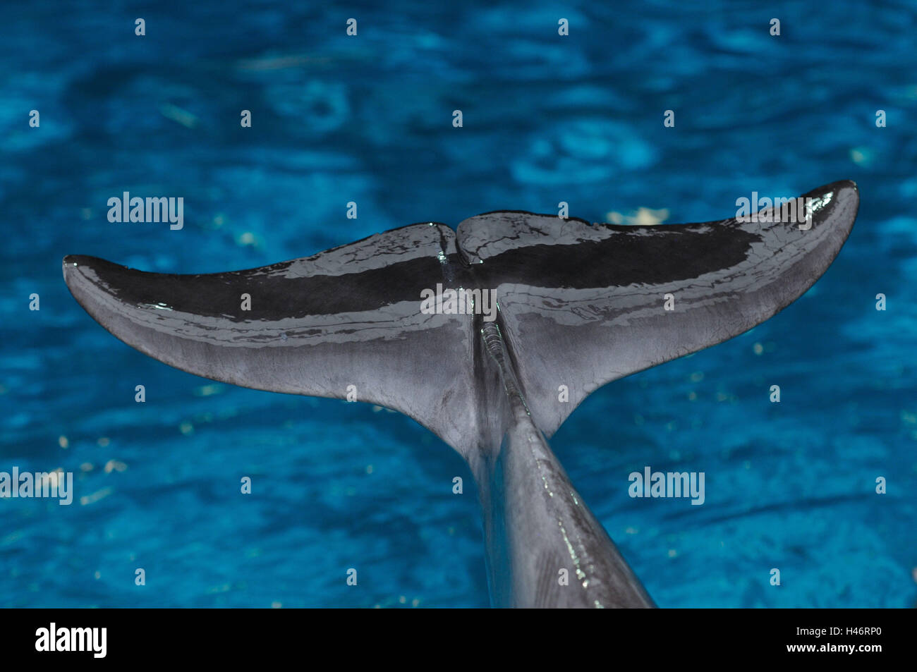 Große Trommel, Tursiops Truncatus, Schwanzflosse, Wasser, konzentrieren sich auf den Vordergrund, Stockfoto