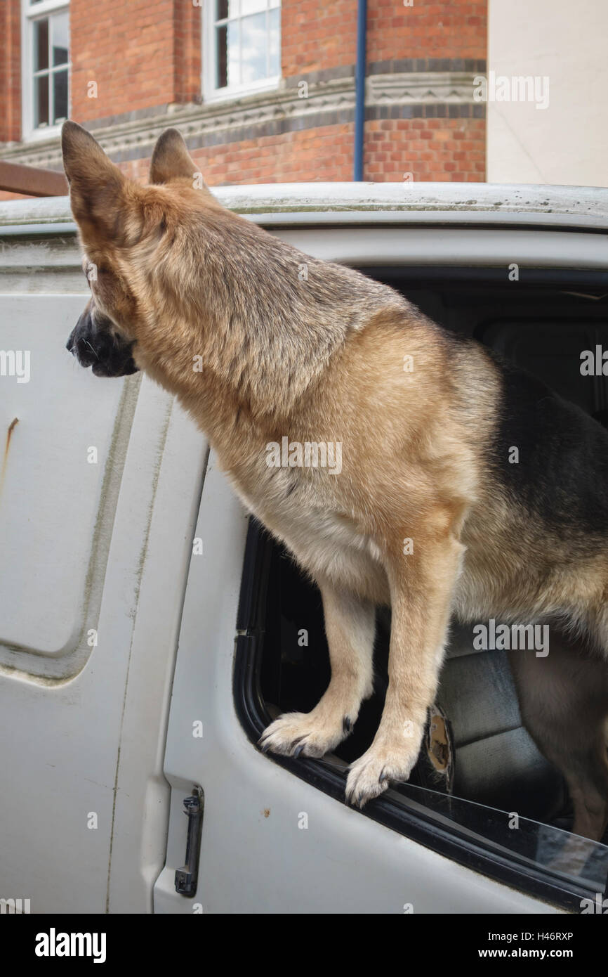 VEREINIGTES KÖNIGREICH. Eine ängstliche elsässischen Hund (Deutscher Schäferhund) Blick aus dem Fenster von einem weißen Lieferwagen, warten auf ihre Besitzer zurück Stockfoto