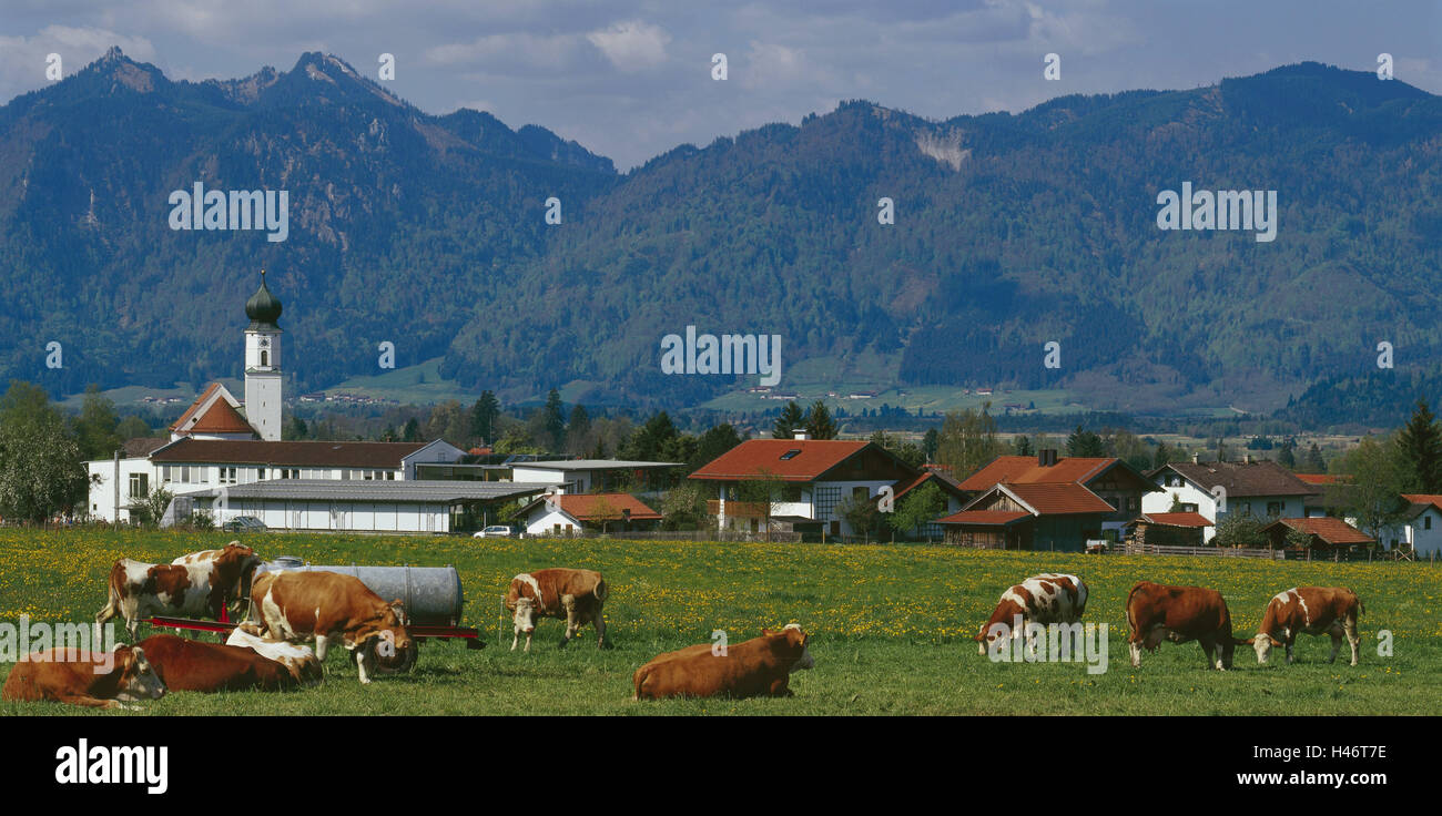 Deutschland, Oberbayern, Ohlstadt, lokale Ansicht, Wiese, Kuhmilch konzentriert, Hintergrund, Mountain, Ettaler Mandl, Süddeutschland, Bayern, alpinen Hochland, Berge, Landschaft, Ort, Wiese, Blumen, Blüte, Saison, Frühling, draußen, menschenleer, Kühe, Weiden, Landwirtschaft, Viehzucht, Kirche, Stockfoto