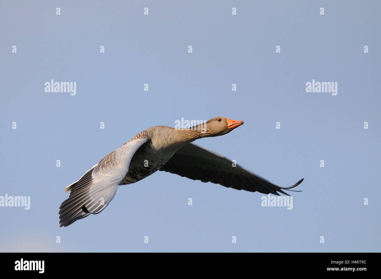 Graugans Anser Anser, Himmel, fliegen, Seitenansicht, Stockfoto