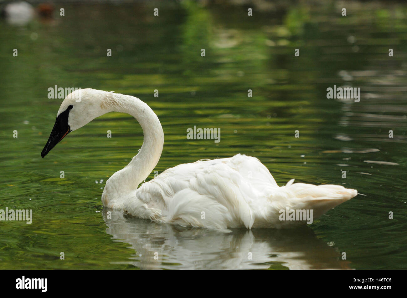 Trompete Spielers Schwan, Cygnus Buccinator, See, Schwimmen, Seitenansicht, Stockfoto