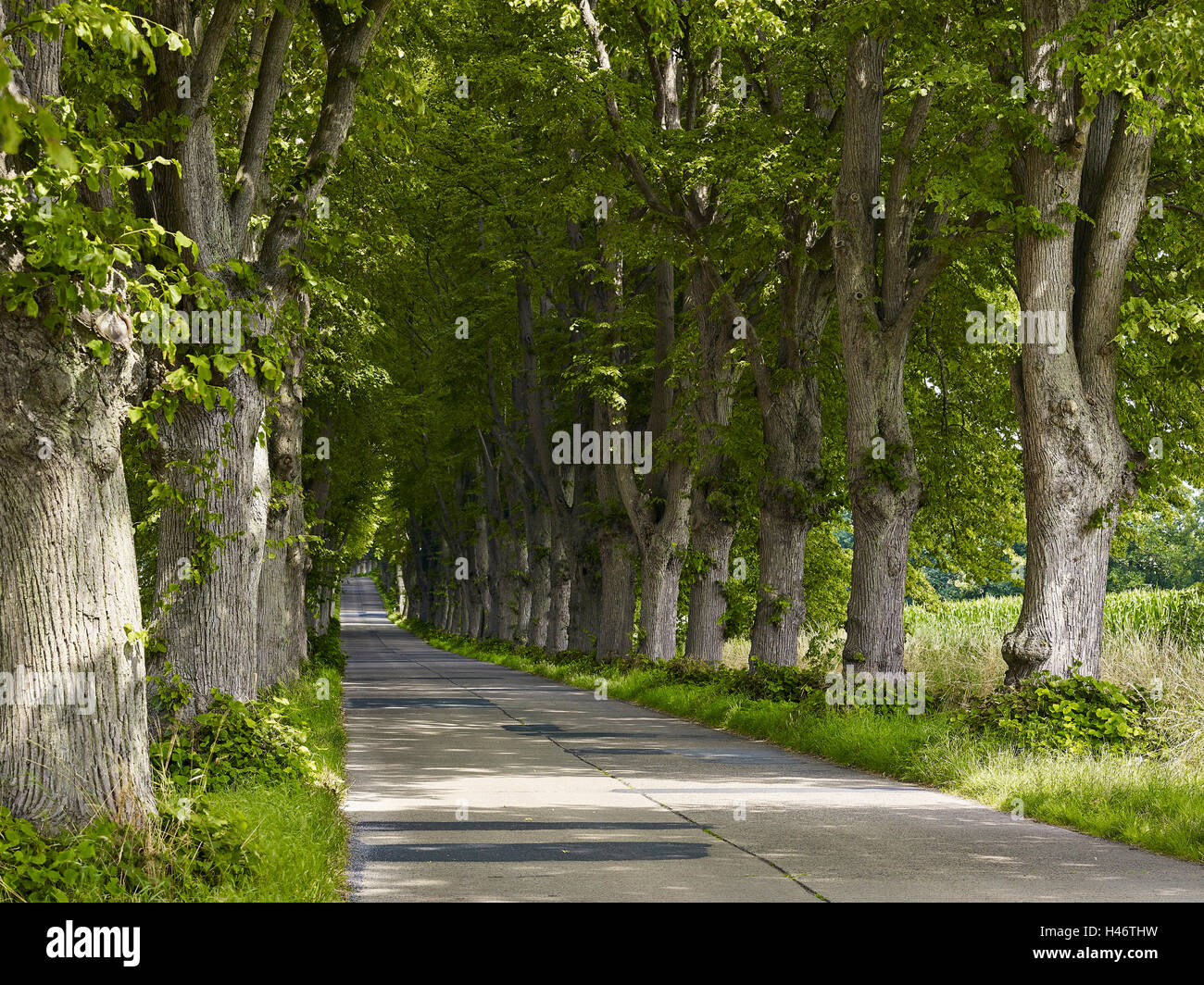 Lindenallee in Krummin, Usedom, Mecklenburg Western Pomerania, Deutschland Stockfoto