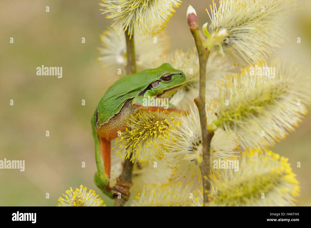 Europäischen Laub Frosch, Hyla Arborea, Rasen, hängen, Seitenansicht, konzentrieren sich auf den Vordergrund, Stockfoto