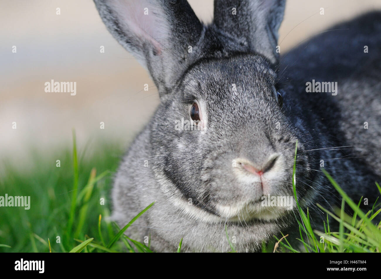 Groß Chinchilla Kaninchen, Porträt, Wiese, Kopf, Blick in die Kamera Stockfoto