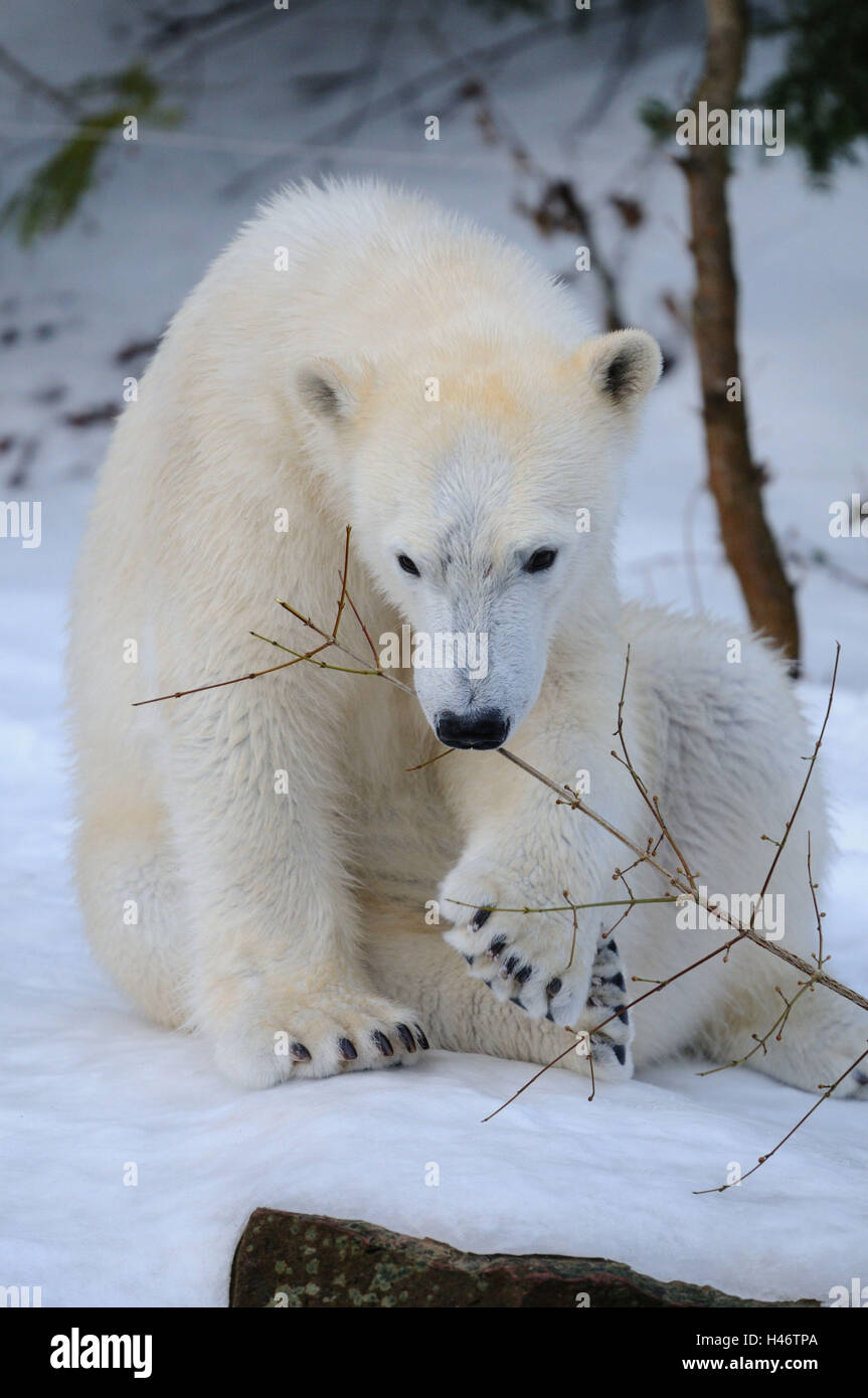 Eisbär Ursus Maritimus, Kopf, sitzen, heben, Pfote, Zweig, Spiel, Blick in die Kamera Stockfoto