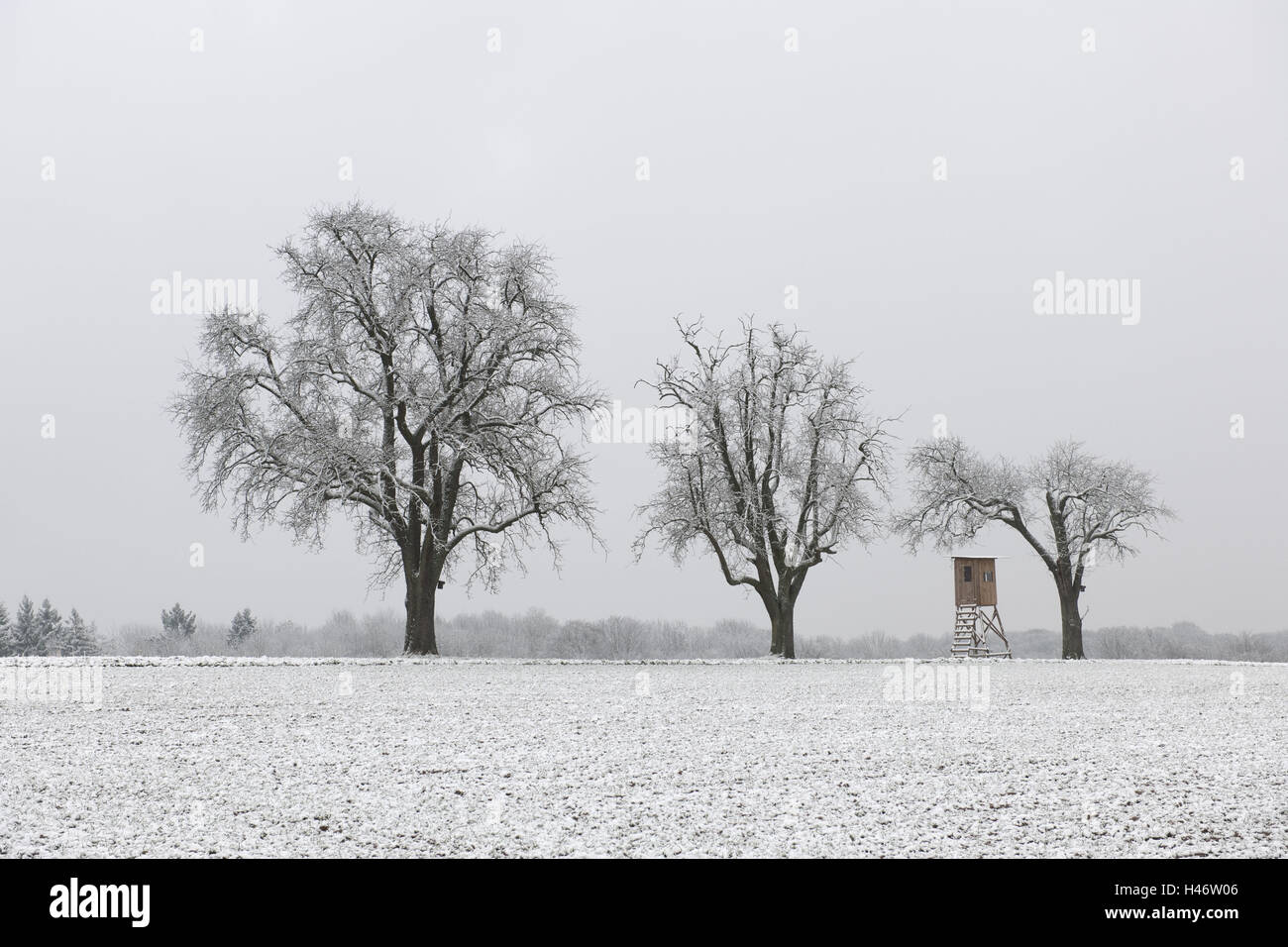 Obstbäume im Winter, Stockfoto