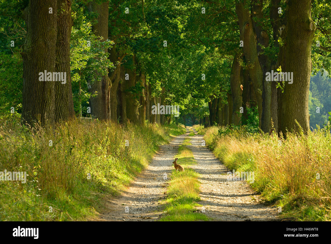 Avenue of Oaks und Kaninchen im Abendlicht, Reinhardswald, Hessen, Deutschland Stockfoto