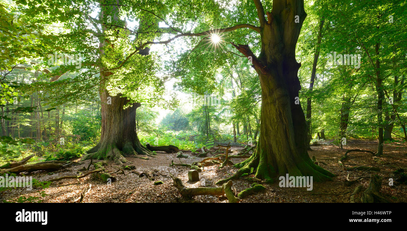 Alte Eichen und buchen in einem ehemaligen Holz-Weide, Sababurg Wald, Reinhardswald, Hessen, Deutschland Stockfoto
