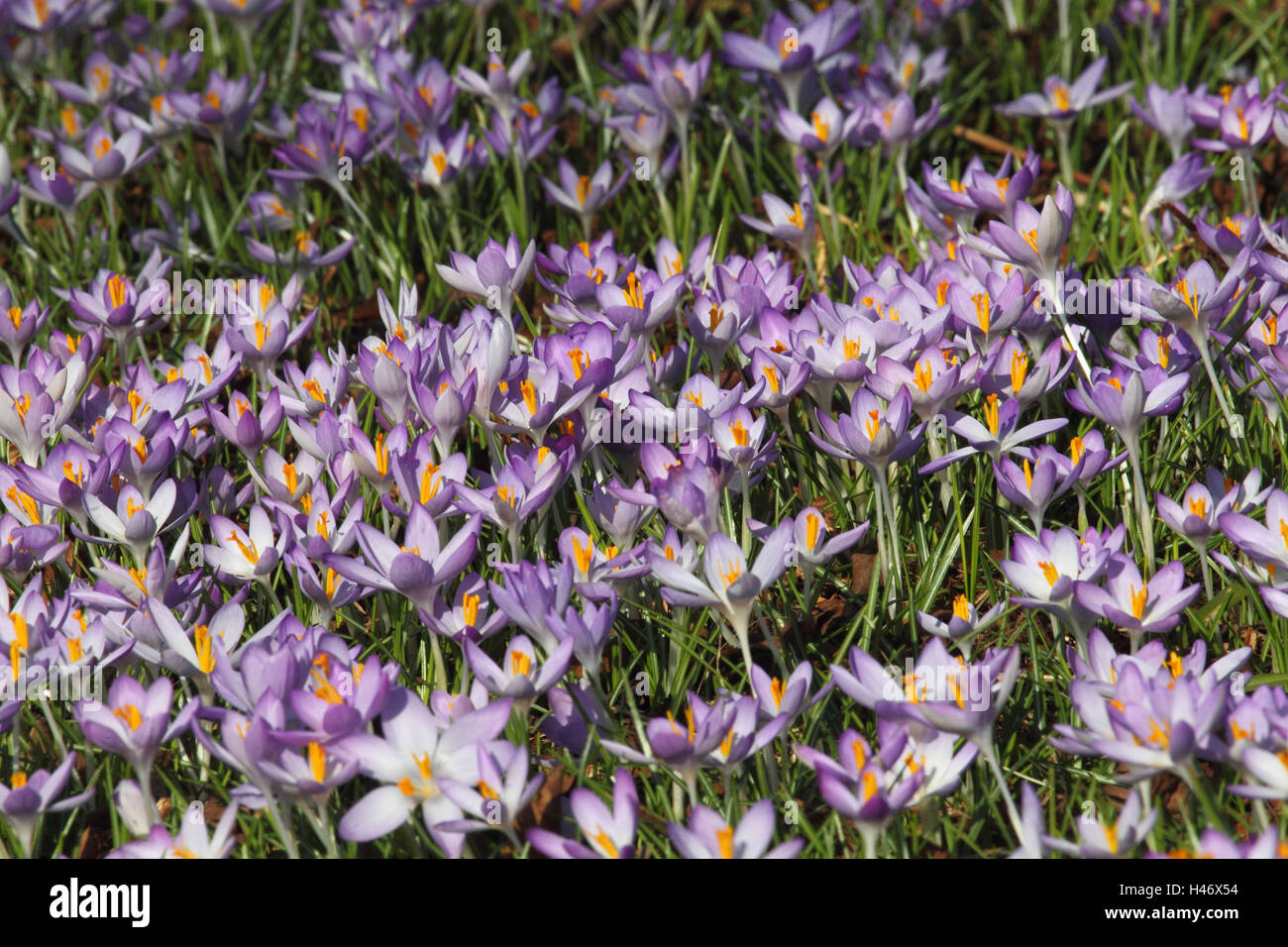 Frühling Krokusse, Stockfoto