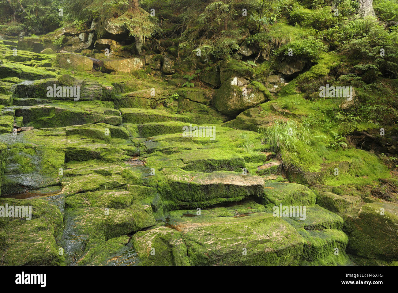 Rock, Treppen, Flussbett, Wald, Moos, Oderteich, Nationalpark Harz, Sankt Andreasberg, Niedersachsen, Deutschland, Stockfoto