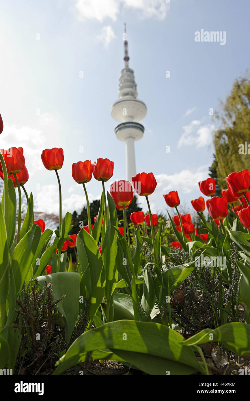 Fernsehturm, HeinrichHertzTurm, Tulpen, Botanischer Garten, Planten