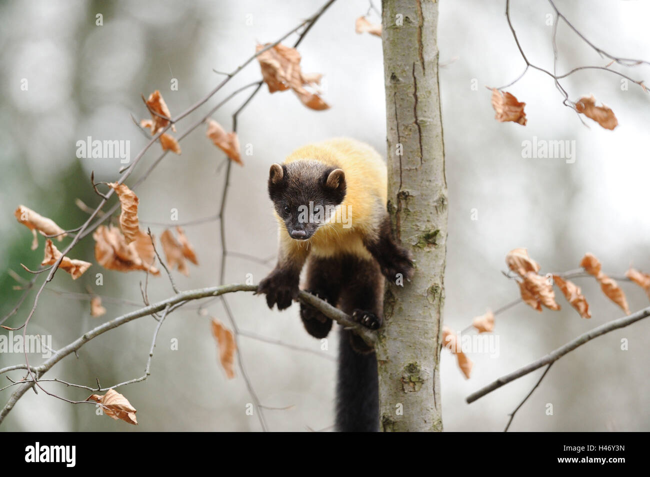 Farbige Martens, Martes Flavigula, Baum, Aufstieg, frontal, Rückfahrkamera, Stockfoto