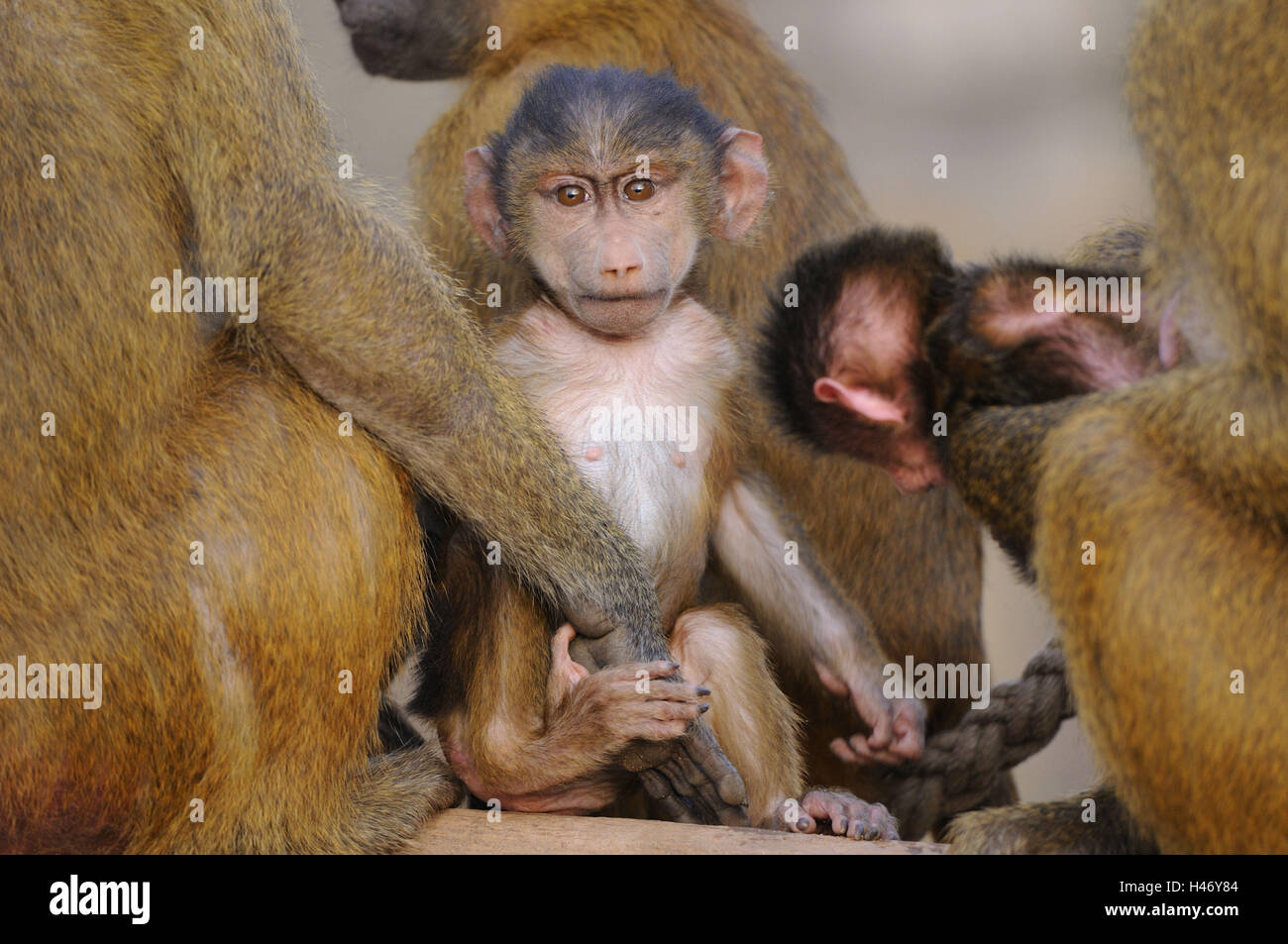 Guinea-Pavian, Papio Papio, Jungtier, Rückfahrkamera, Stockfoto