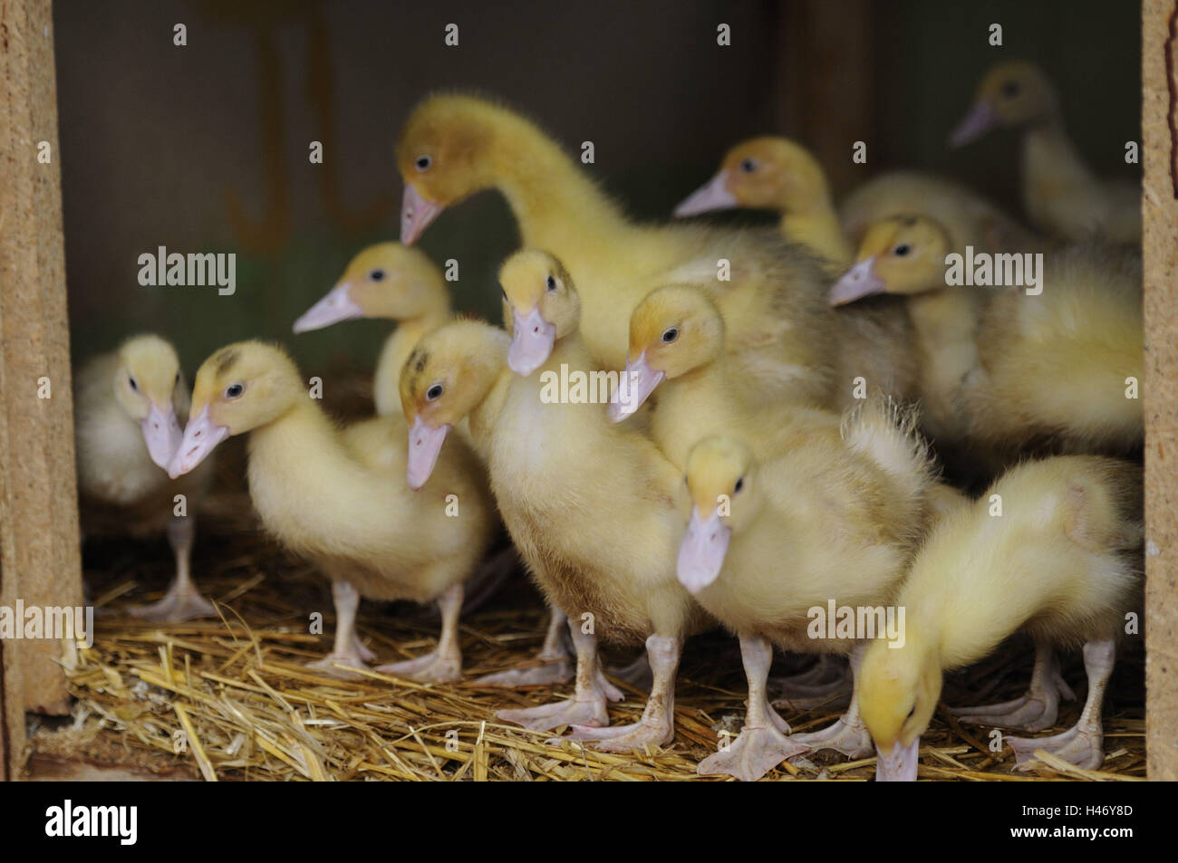 Haus-Enten, Anas Platyrhynchos nach Domestica, Küken, Stockfoto