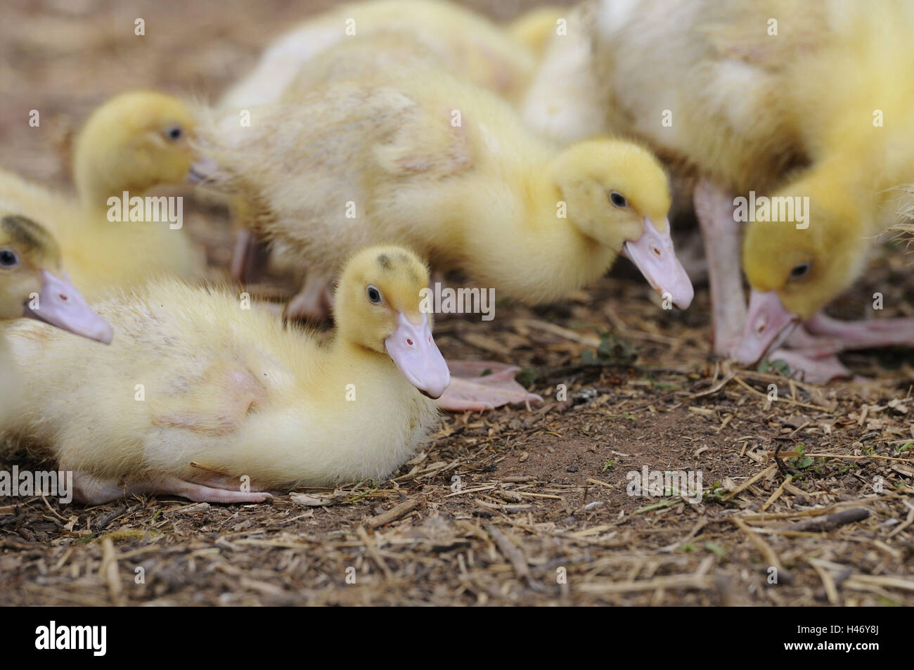 Haus-Enten, Anas Platyrhynchos nach Domestica, Küken, Stockfoto