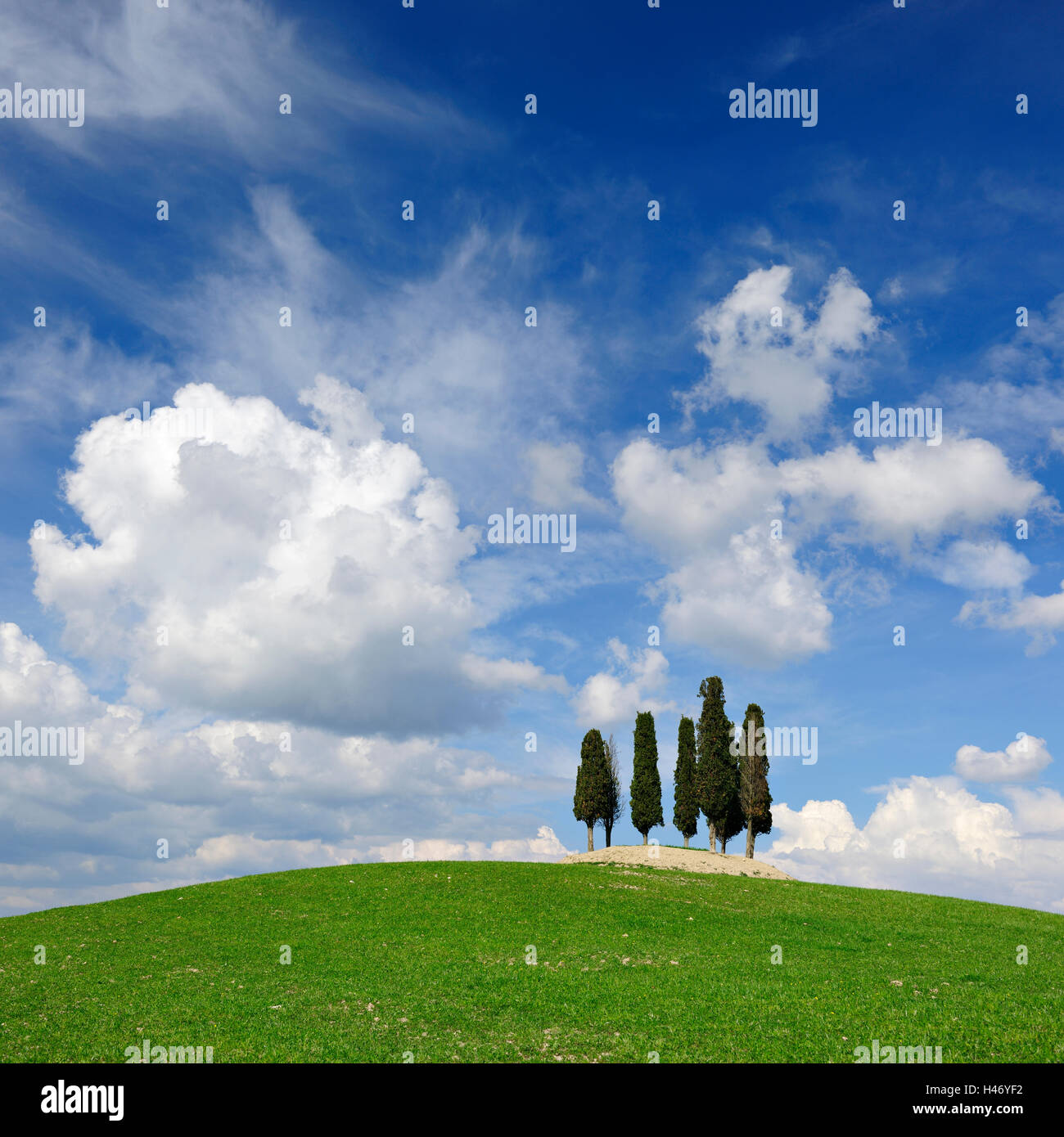 Toskanische Landschaft, Zypressen auf Hügel, Italien Stockfoto