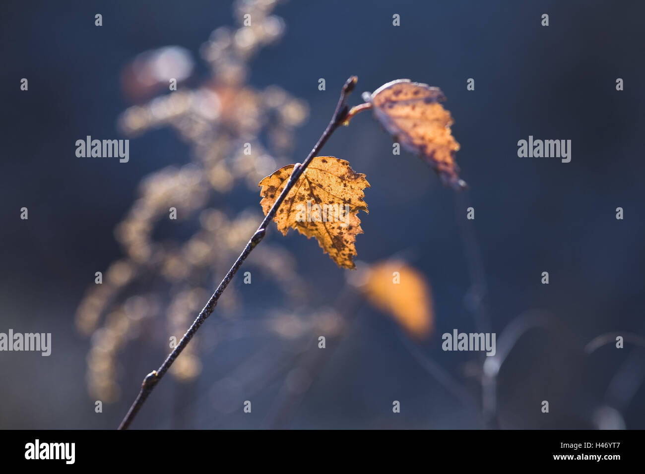 Herbstlaub im Gegenlicht, Stockfoto