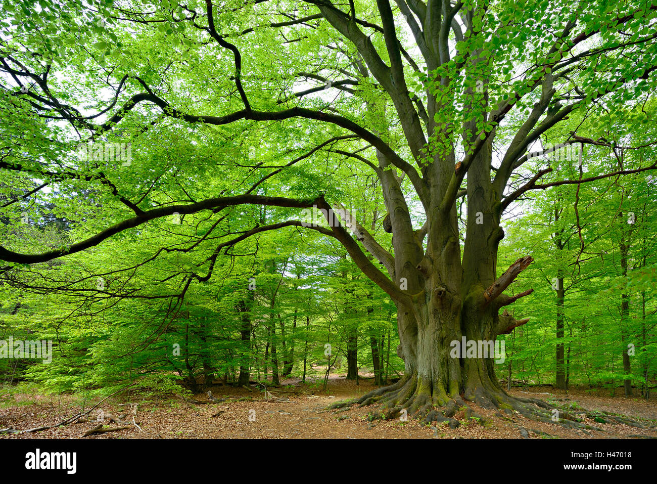 Riesige Buche in Sababurg Wald, Deutschland Stockfoto