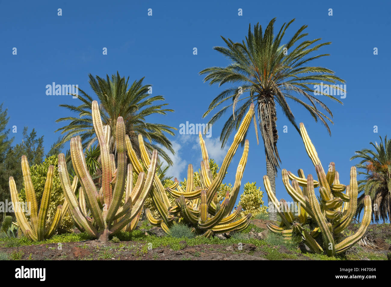 Spanien, Fuerteventura, La Lajita, Oasis Park, Kakteen und Palmen im  Botanischen Garten Stockfotografie - Alamy