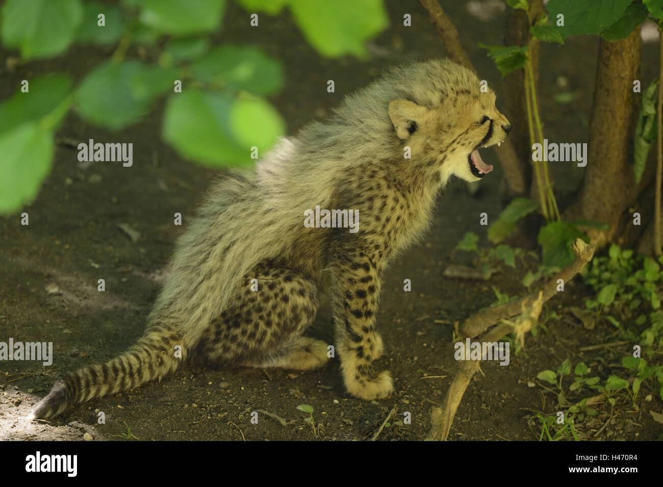 Südafrikanischer Gepard Acinonyx Jubatus Jubatus, Jungtier, Stockfoto