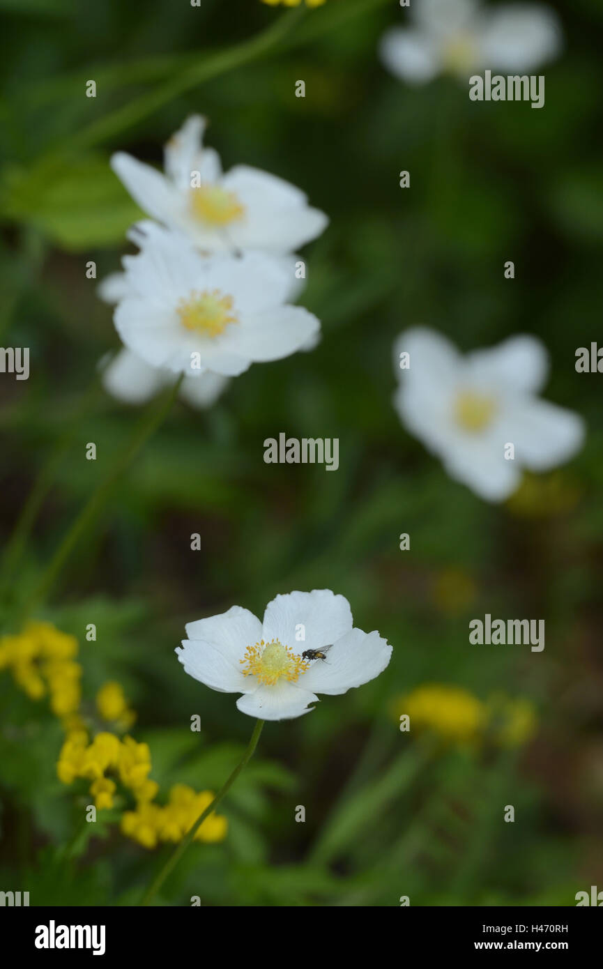 Großen Anemone, Anemone Sylvestris, Blüte, Stockfoto