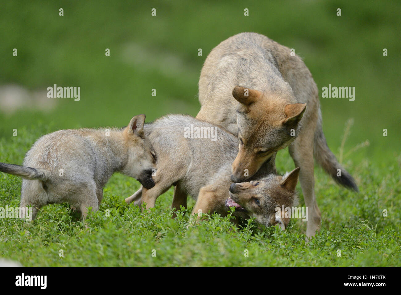 Eastern Timber Wolf, Canis Lupus LYKAON, erwachsenes Tier, Welpe, Wiese, Seitenansicht, spielen, Stockfoto