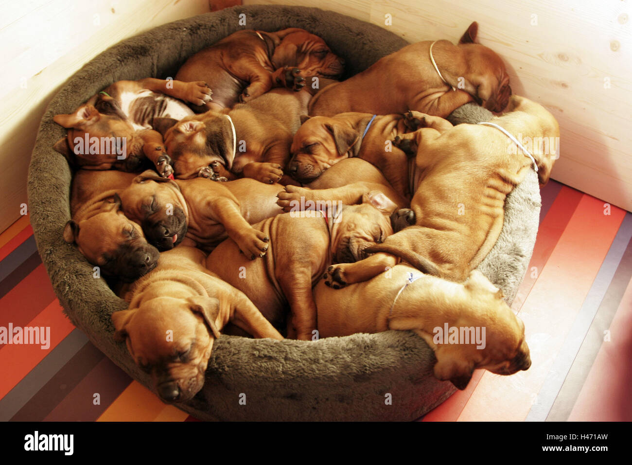 Hundekorb Hund Welpe Rhodesian Ridgeback Schlaf Tiere Hunde Rasse Rassehunde Hunde Tierbabys Hund Babys Korbe Viele Stockfotografie Alamy