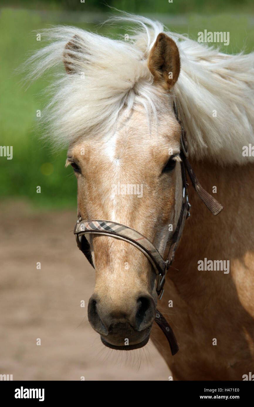 Isländer-Welsh-Cob Pferd, Weide, Stockfoto