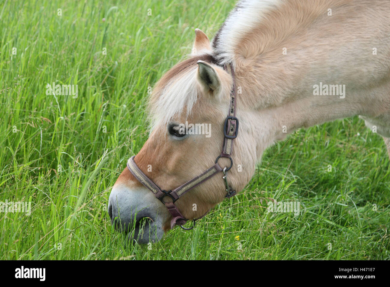 Norwegische Pferd, Weide, Stockfoto