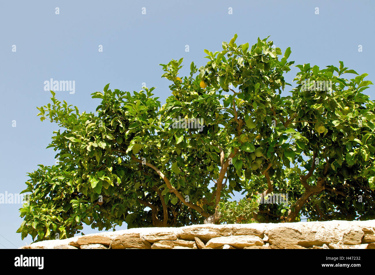 Zitronenbaum hinter Steinmauer, Apollonia, Insel Sifnos, Cyclades, Griechenland, Stockfoto
