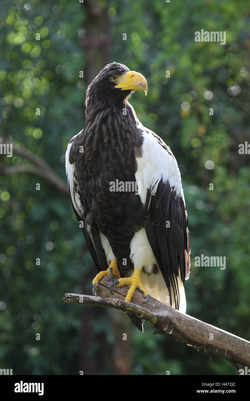 Riesigen See-Adler, Stockfoto