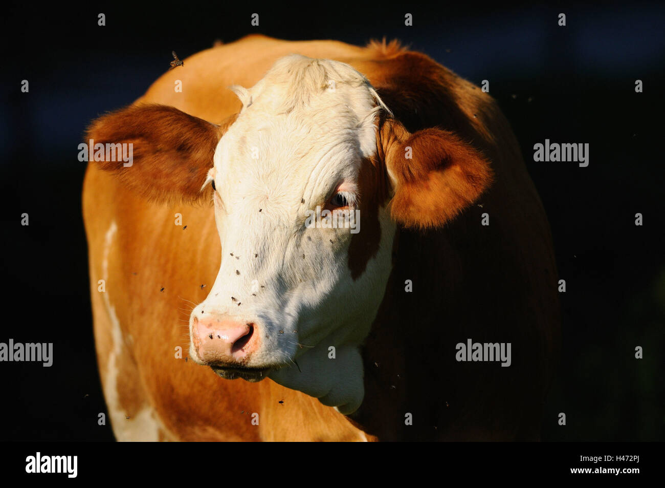 Haus Rinder, Bos Primigenius Taurus, Portrait, Detail, Stockfoto