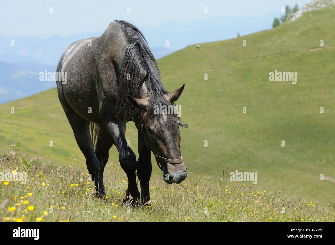 Inländische Hores, Equus Ferus Caballus, frontal, gehen, Blumenwiese, Landschaft, Alp, Stockfoto