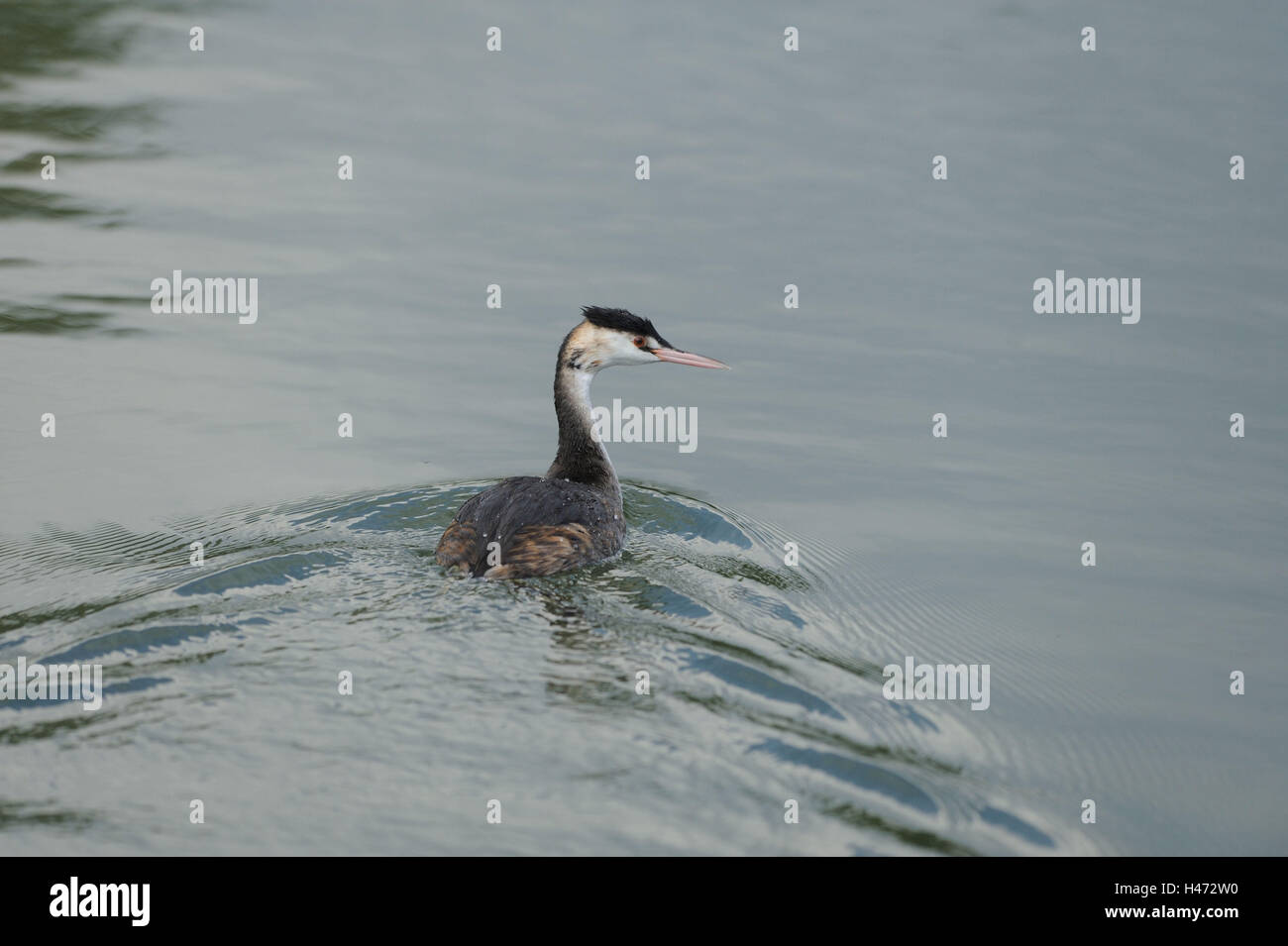 Motorhaube Taucher Podiceps Cristatus, Schwimmen, Stockfoto