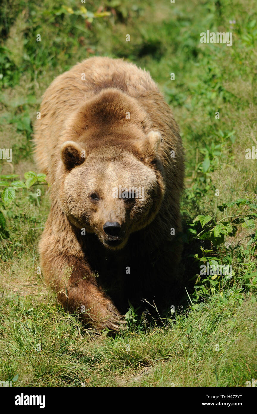 Brauner Bär, Ursus Arctos, frontal, gehen, Stockfoto