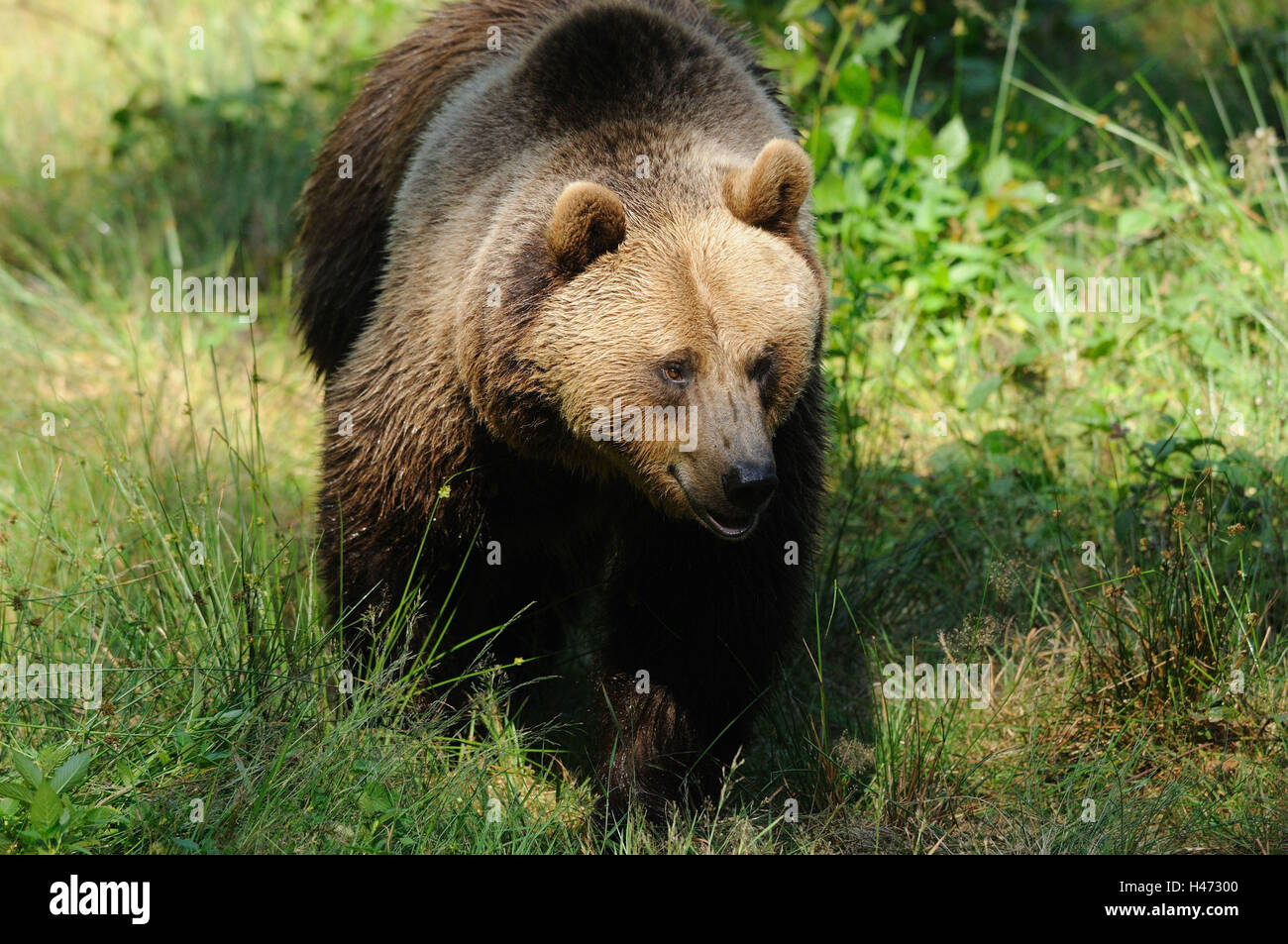 Brauner Bär, Ursus Arctos, frontal, gehen, Stockfoto