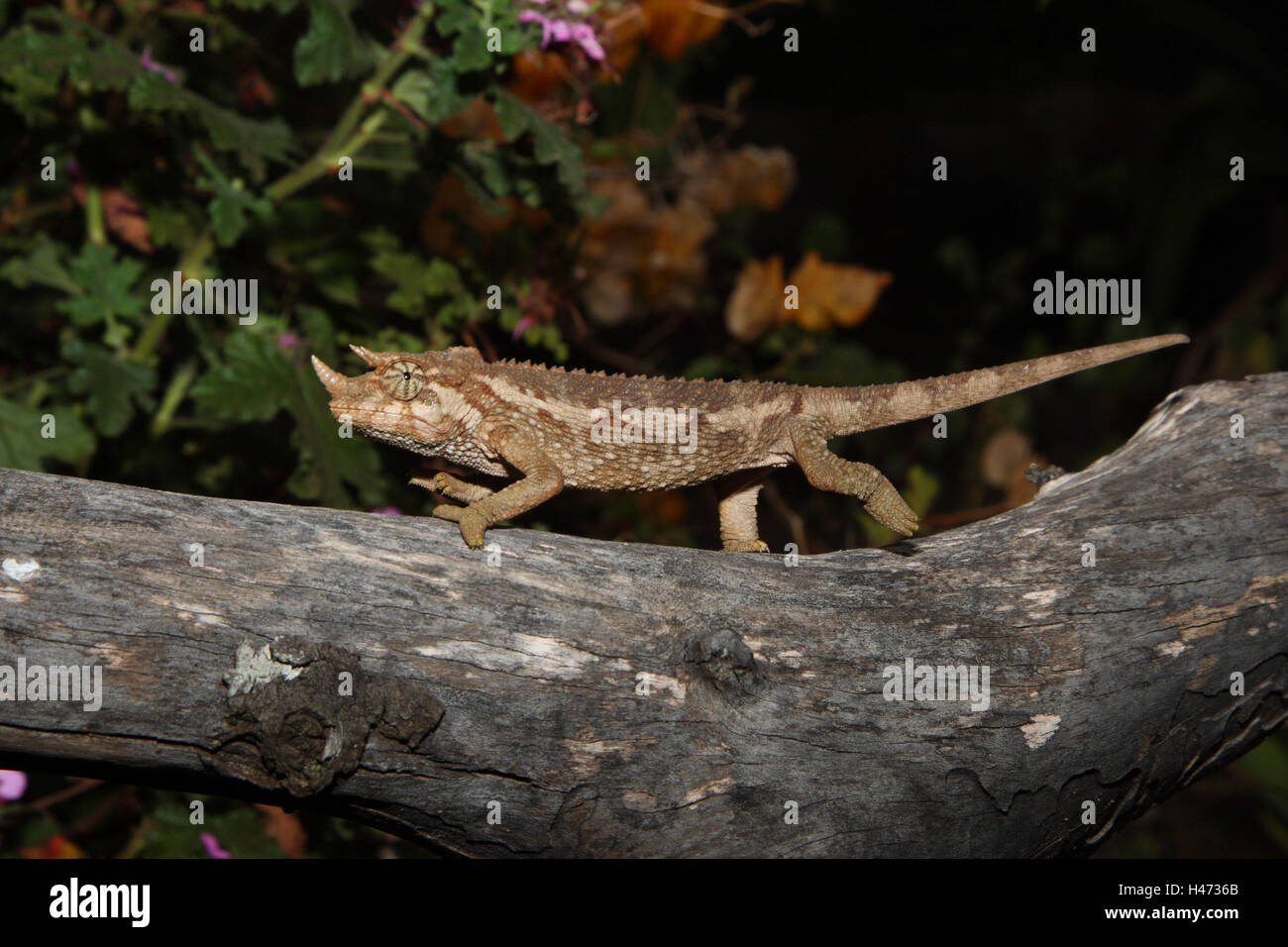 3 Horn Chamäleon läuft auf einem Ast, Stockfoto