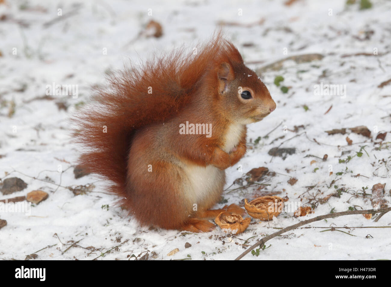 Eichhörnchen im Winter mit Walnuss Stockfoto