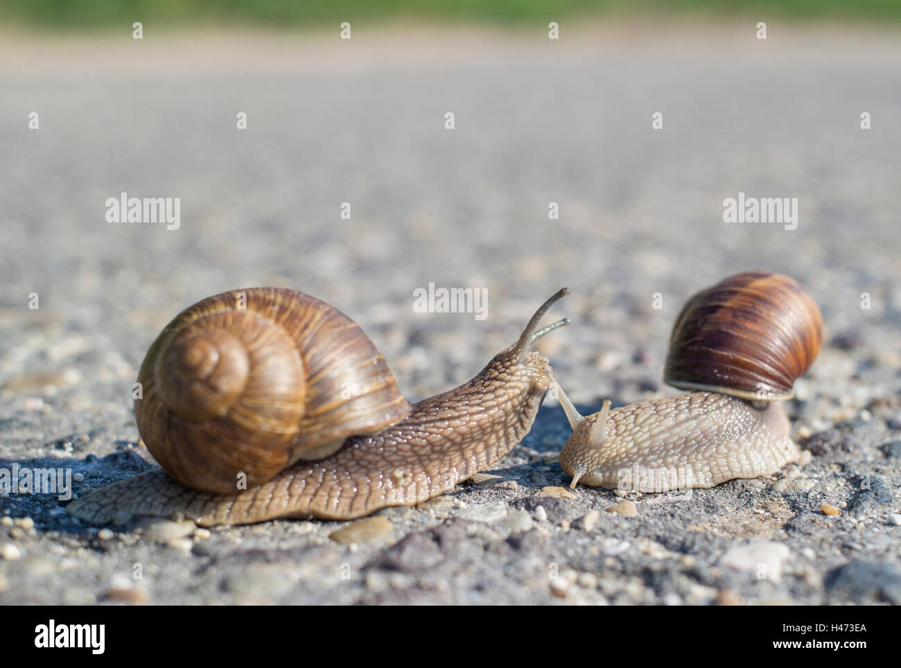 Zwei Schnecken auf dem Asphalt. Stockfoto