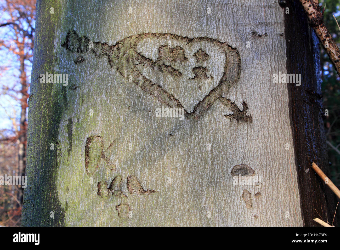 Herz in Baum geritzt, Stockfoto