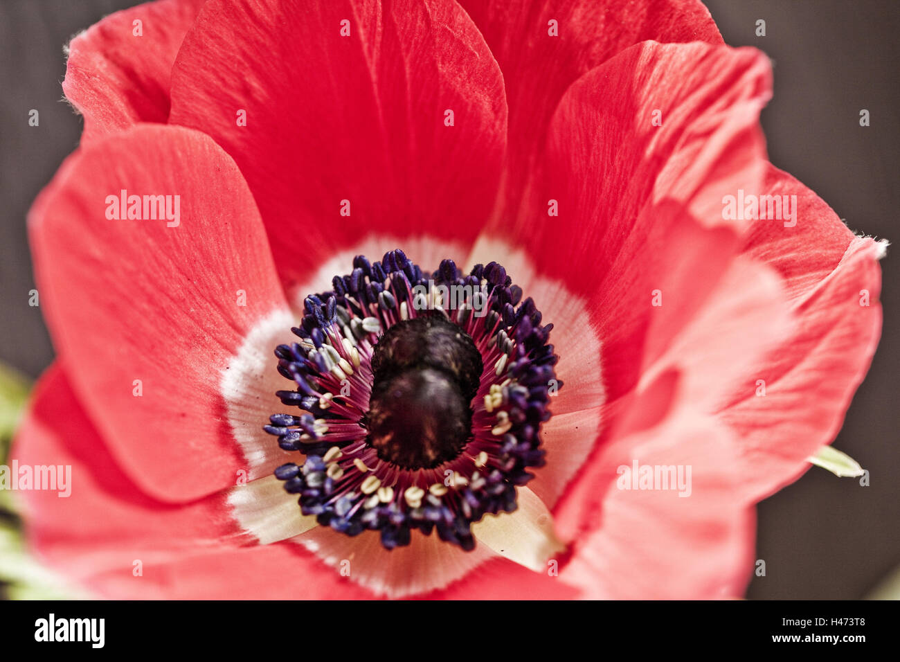 Mohn, Klatschmohn, Blüte, Radiant, Stockfoto