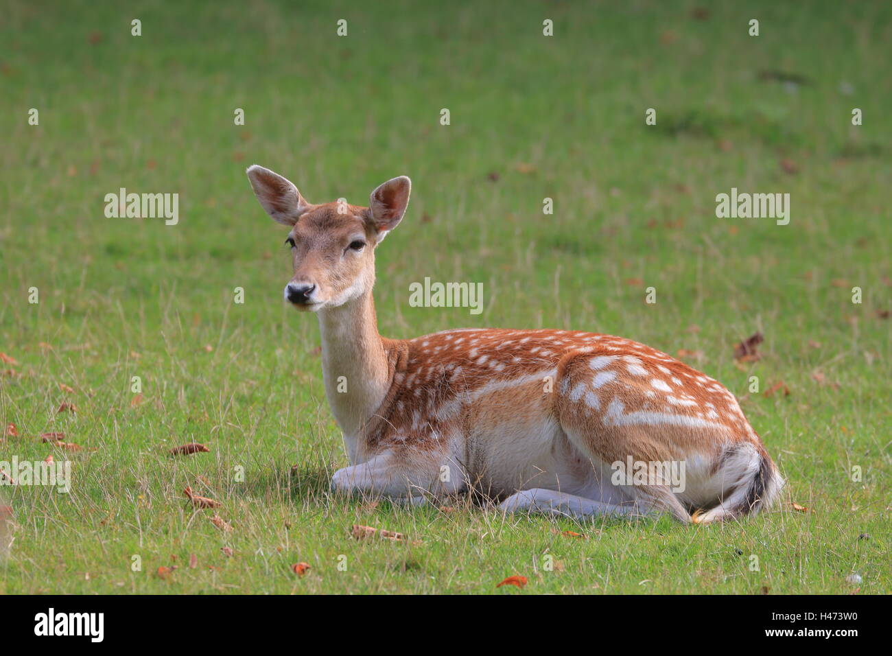 Reh sitzend auf dem Feld Stockfoto